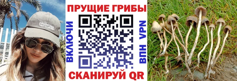 Псилоцибиновые грибы мицелий  хочу наркоту  Дзержинск 